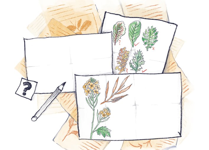 A bunch of papers with drawings of plants and other information