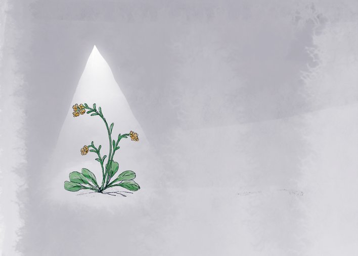 A lonely drooping mustard plant
