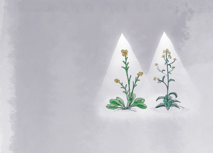 Two happy mustard plants