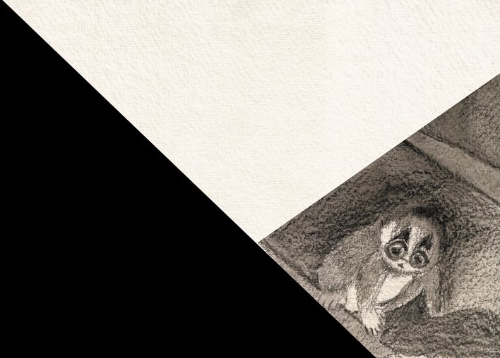 A Slow loris