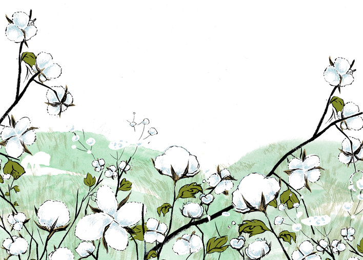 Cotton flowers in bloom