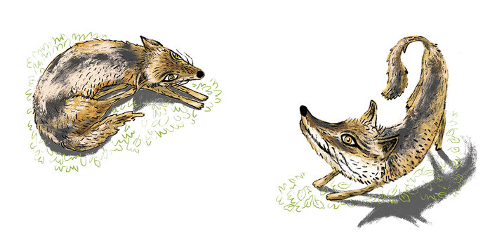 Two Jackals