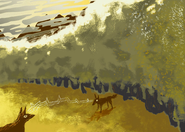 Jackals in the forest