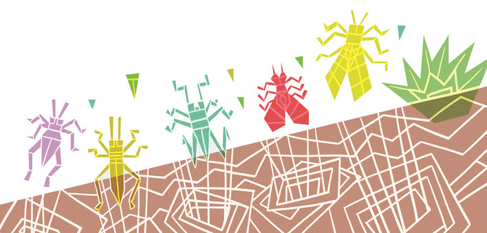 Jumping Insects