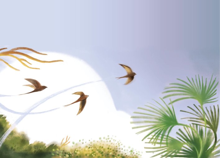 Palm swifts flying above palm fronds