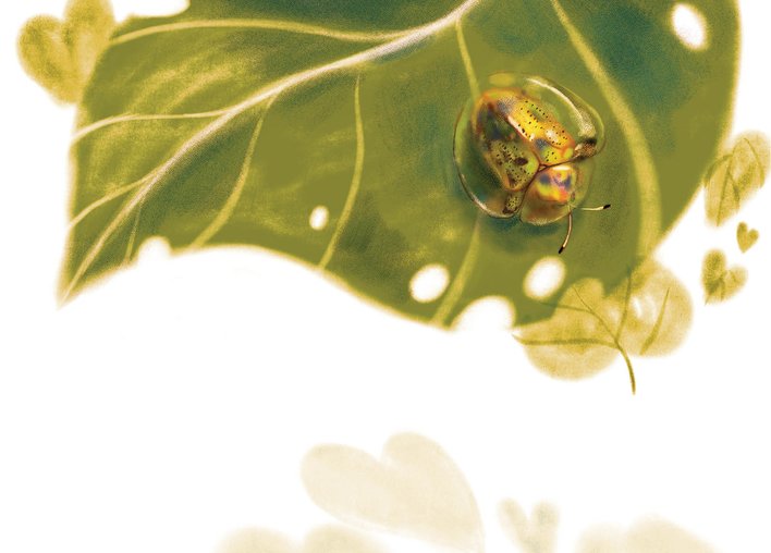 A close up of a tortoiseshell beetle