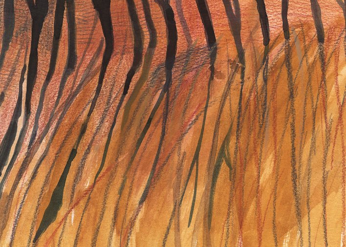 tiger stripes