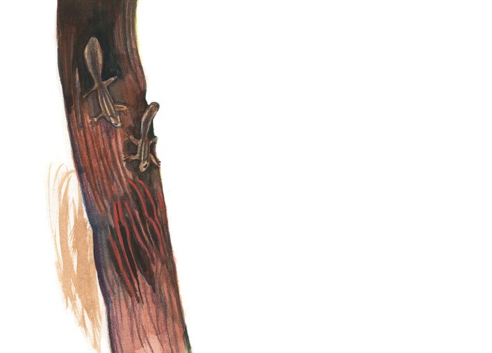 Two squirrels run down the tree