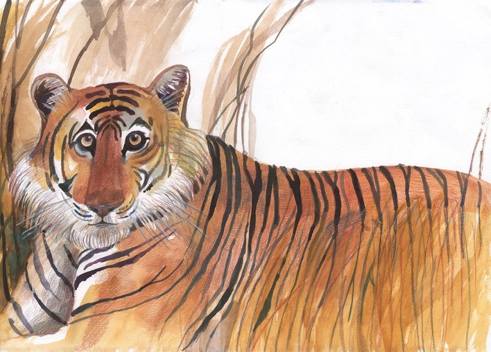 A tiger sits in tall grass