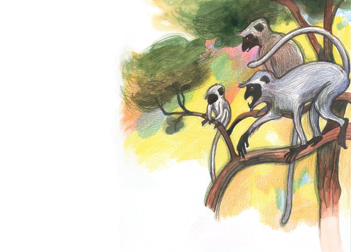 Three monkeys on the tree
