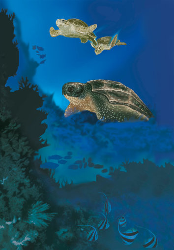 Two turtles swimming above a big turtle