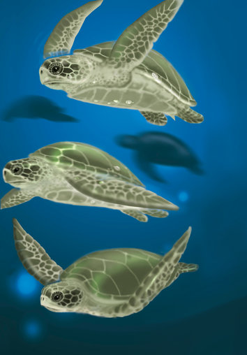 Three turtles swimming above each other