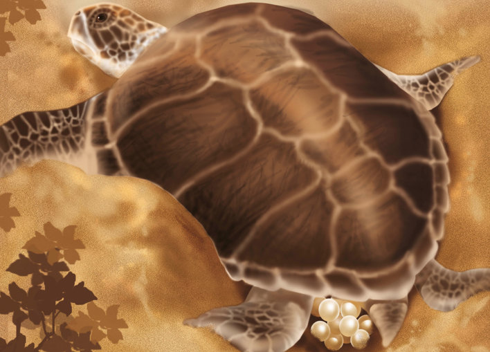 Turtle laying eggs in the sand