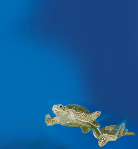 Two turtles swimming in an ocean background