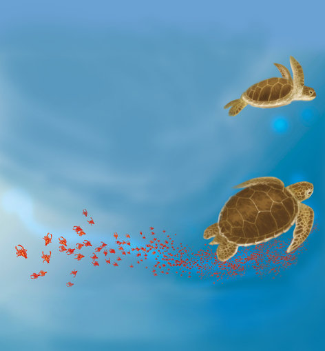 Two turtles swimming with lots of crabs in the ocean
