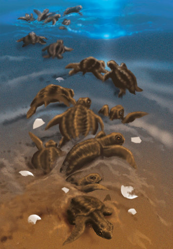Baby turtles hatching out of their eggs in the sand