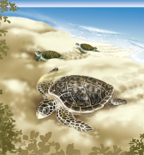 Turtles crawling out of the ocean into the shore