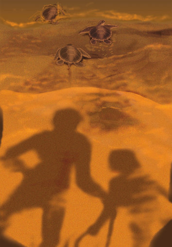 Shadows of humans falling on turtles on the beach