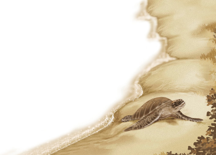 Turtle crawling out of the water into the beach