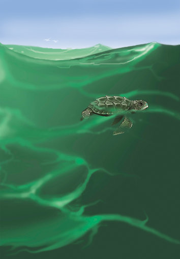Turtle swimming in the ocean water alone