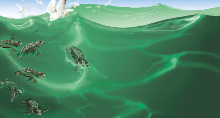 Turtles swimming in the ocean with birds flying above the water
