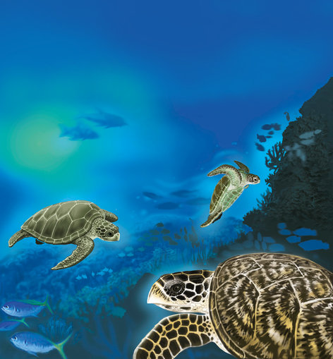 Three turtles swimming in the ocean