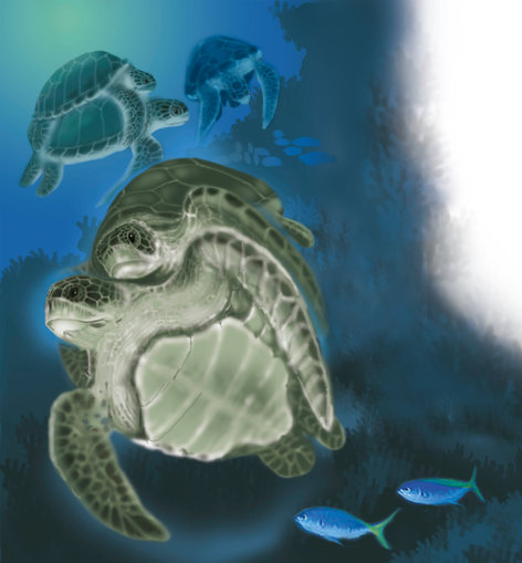 Turtles mating in the ocean