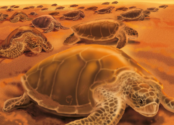 Numerous turtles on the shore