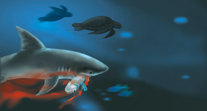 Shark feeding on a fish