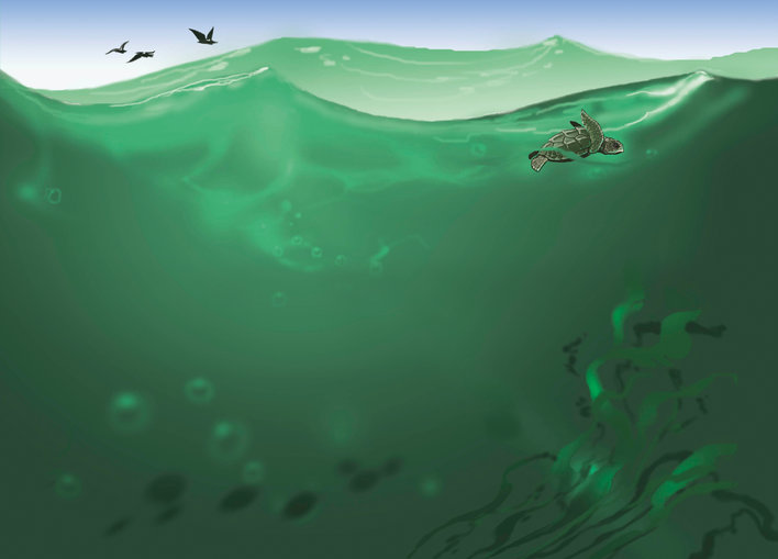 Turtle swimming in the ocean riding the wave with birds flying above