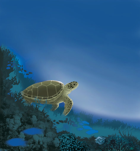 A turtle looking into the deep ocean