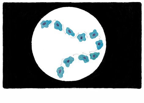 the amoeba movement