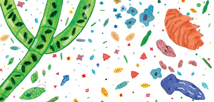 microbes