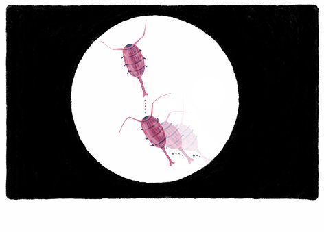 the copepods movement