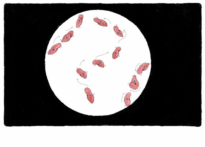 the paramecium movement