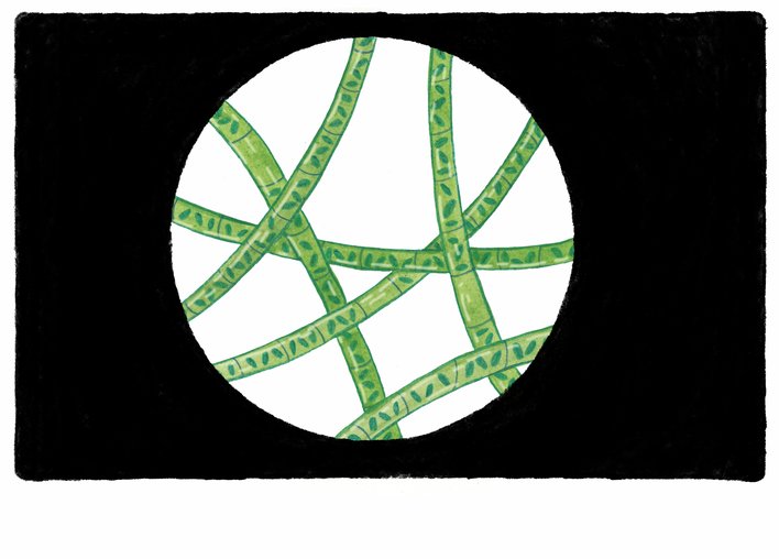 the cyanobacteria movement