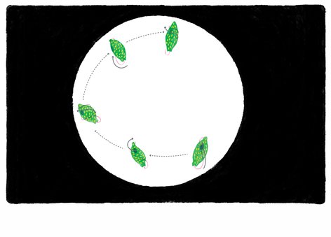 the euglena movement