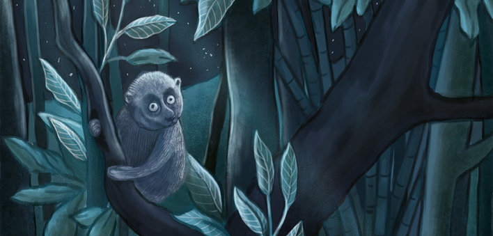 Night loris on a tree