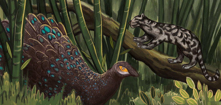 Grey peacock pheasant and clouded leopard