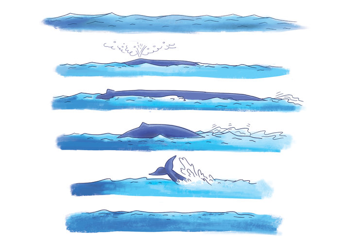 Blue whale swimming