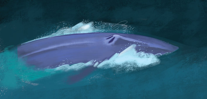 Blue whale in the ocean