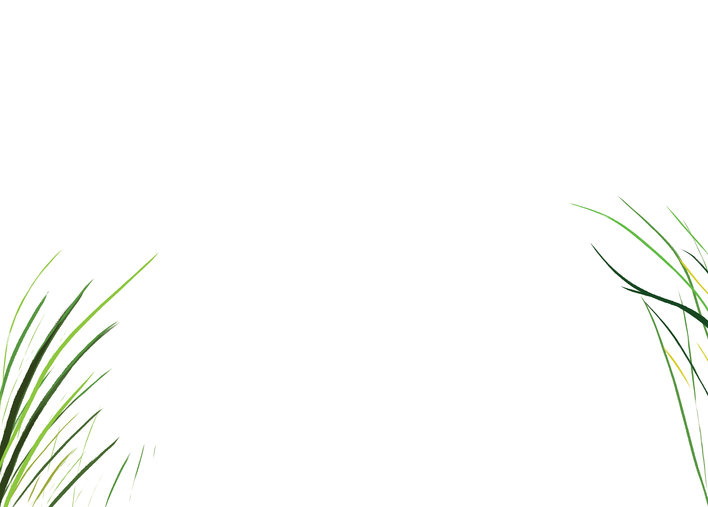 Green grass