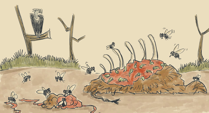 Flies and Maggots Eating