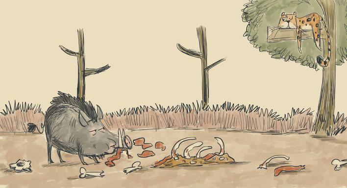 Wild Boar Eating
