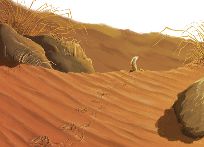 Footprints of a toad-headed agama and a desert fox