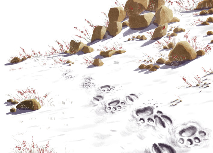Footprints of a snow leopard and a blue sheep
