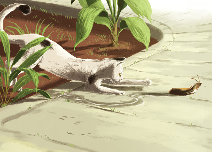 A cat and a slug
