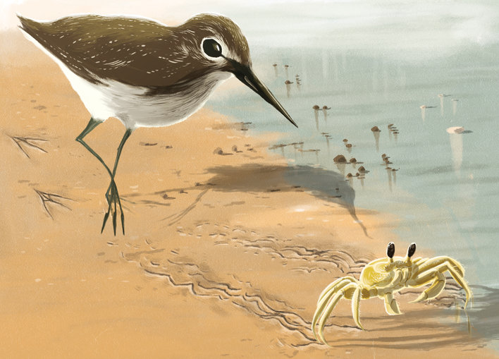 A sandpiper and a ghost crab
