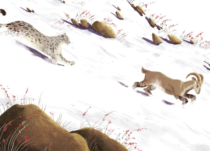 A snow leopard and a blue sheep