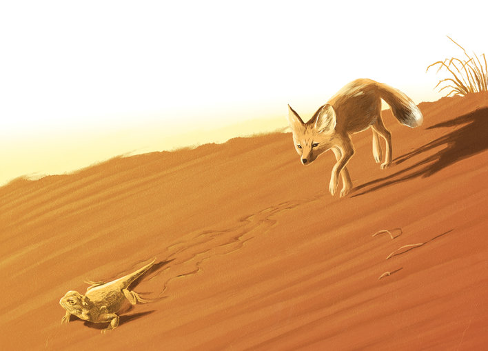 A toad-headed agama and a desert fox